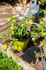 Flowers and gardening tools on wooden background