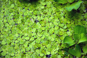 Beautiful water fern or mosquito fern floating on the water with water cabbage or pistia...