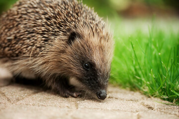 Hedgehog in a garden