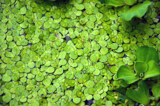 Beautiful water fern or mosquito fern floating on the water with water cabbage or pistia stratiotes. Spirodela polyrhiza commonly known as duckweed or great duckmeat on the freshwater in swamp or pond