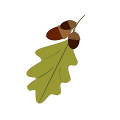A branch of acorns, hand-drawn. Contour drawing of acorns with foliage.