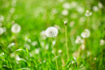 Dandelion field with fluffy dandelion flowers and green meadow grass