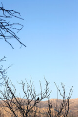 Small bird in a bare deciduous tree. Selective focus.