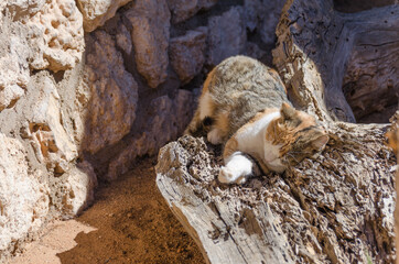 solitaire Südafrika - Wildkatze