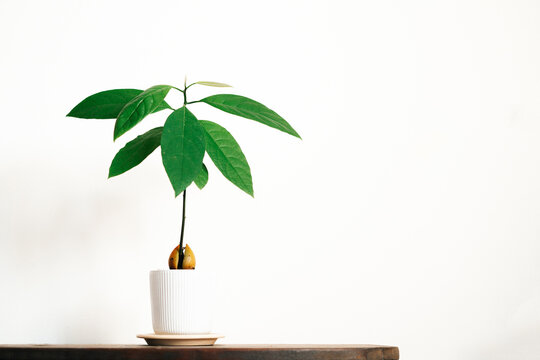 a young avocado plant in a white pot on a wooden table against a white wall