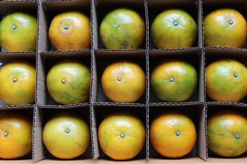 Tangerines arranged in rows in a cardboard box