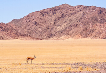A Springbok eeks out a frugal existence in the Namib Hartman Mountains of Namibia .