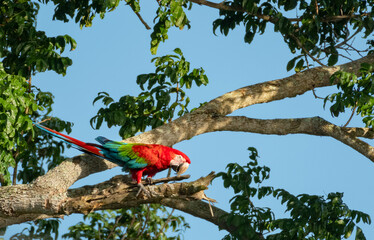 Red and Green Macaw, Ara chloropterus, perching and walking on a branch in a tree in the early morning sunlight. 