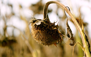 Sonnenblume - Helianthus annuus
