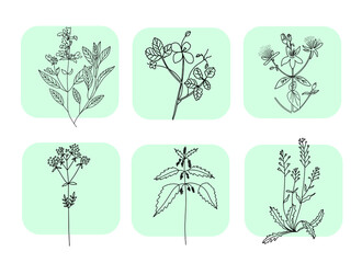  natural leaves herbs in line style. Decorative beauty elegant illustration for design hand drawn flower. Hand drawn floral vector elements. Perfect for invitations,  greeting cards