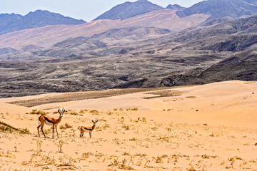 A Springbok ewe and her lamb eek out a frugal existence in the Namib Hartman Mountains of Namibia .
