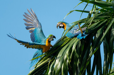 Two Blue and Yellow Macaws, Ara ararauna, playing and fighting on a palm leaf in the sunlight.