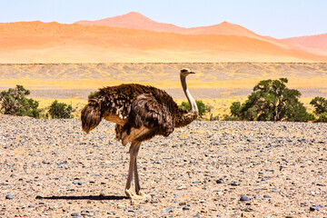 A solitary female Ostrich out on the stony landscape of the Namib, Naukluft National Park.