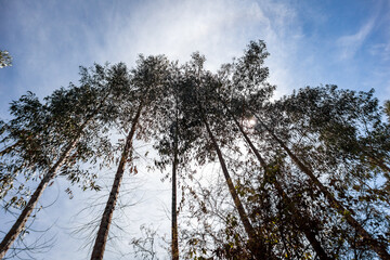 Looking up at the treetops with green leaves, blue sky, clouds, and sunlight.