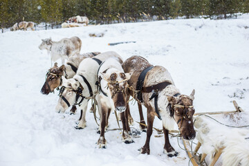 Naklejka premium Reindeer in a team in winter in northern Russia, Khanty-Mansiysk District, at the celebration of the Day of the Reindeer Herder
