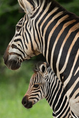 Fototapeta na wymiar plains zebra mare and foal portrait