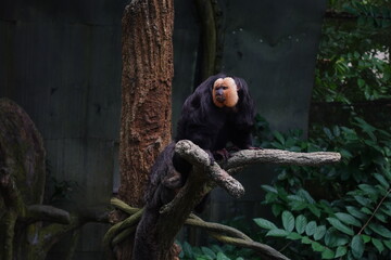 white faced saki
白脸僧面猴