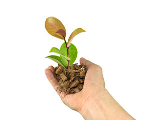 Hand holding young plant green leaf sapling isolated on white background.Concept planting the trees.