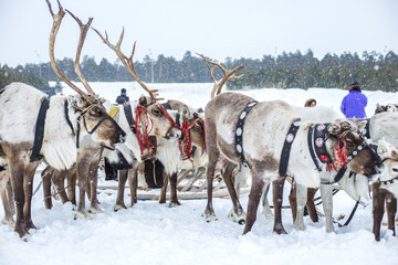 Reindeer in a team in winter in northern Russia, Khanty-Mansiysk District, at the celebration of the Day of the Reindeer Herder
