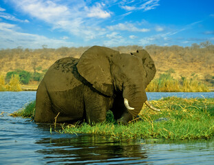 Fototapeta na wymiar Large elephant in Botswana
