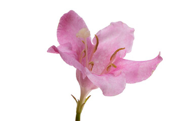 pink azalea flower isolated