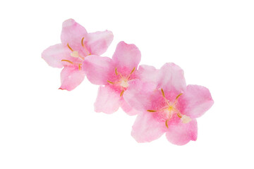 Fototapeta na wymiar pink azalea flower isolated