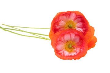 beautiful poppy flower isolated