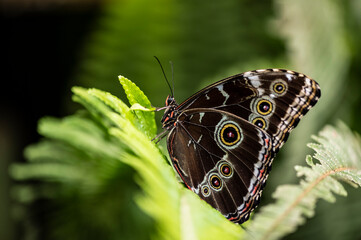 brown butterfly with large wings on green grass 