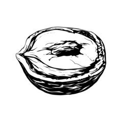 Hazelnut. Insulated flat half hazelnuts in shell and peeledю sketch icons. Natural healthy hazel nut organic food collection. Vegetarian diet snack vector illustration. Hazelnuts set.