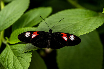 beautiful butterfly of unusual bright color on flowers in vivo