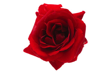 dark red rose isolated