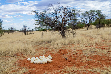 Nest