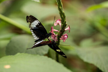 beautiful butterfly of unusual bright color on flowers in vivo