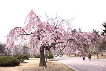 Obraz premium 고목나무 꽃