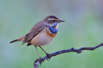 lovely brown bird with blue hiligh blue feathers having fuffly look when perching on wooden branch in early cool morning
