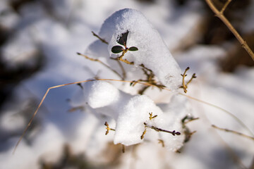 Uschnięte rośliny przysypane śniegiem. - obrazy, fototapety, plakaty
