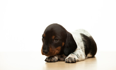 image of dog white background