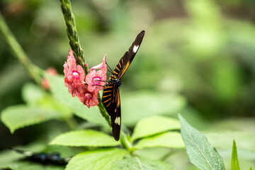 beautiful butterfly of unusual bright color on flowers in vivo