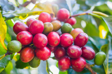 Fresh coffee beans on coffee tree branches