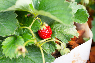 Fresh red ripe organic strawberry plant in the garden