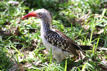 Obraz premium yellow billed hornbill in the wild