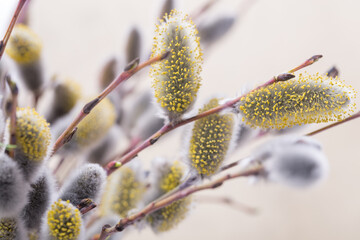 Expanded buds on pussy willow against white background - obrazy, fototapety, plakaty