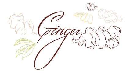 Chopped ginger root, leaves, healthy food. Handwork with text, sketch of botanical illustration