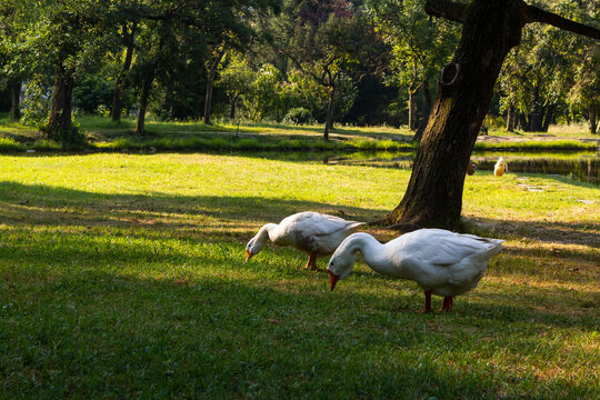 goose on the pond in park. landscape with white birds near the tree on the grassy shore. beautiful outdoors background. green nature in summer