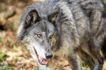 Fototapeta premium Close-up of beautiful Gray Wolf also known as a Timber Wolf