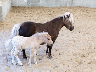 Adorable pale miniature newborn foal standing close to sturdy brown mare mother in paddock