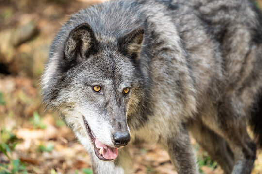 Close-up of beautiful Gray Wolf also known as a Timber Wolf