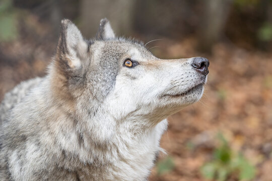 Side-view Portrait of Gray Wolf looking up. 