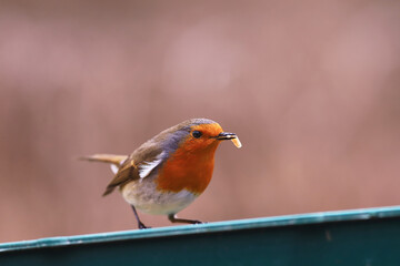 A robin with a larva in its beak...