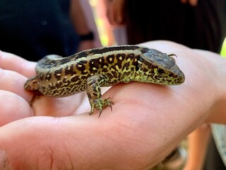 The guy is holding a lizard in his hand. Lizard in the hands of a man, close-up. A beautiful...